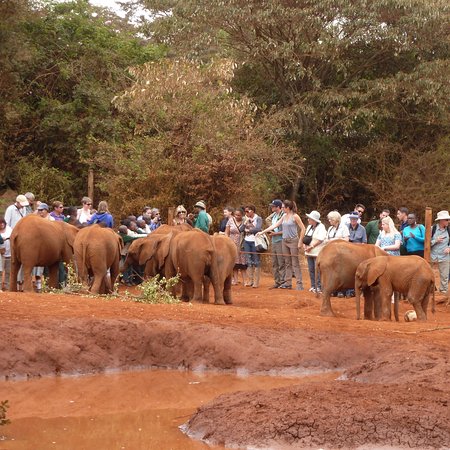 David Sheldrick Elephant orphanage, African Wildlife Safari, Small Group Adventures, Guided Tours Packages, YHA Kenya Travel, Safari Bookings, Active Epic Adventure Safaris.