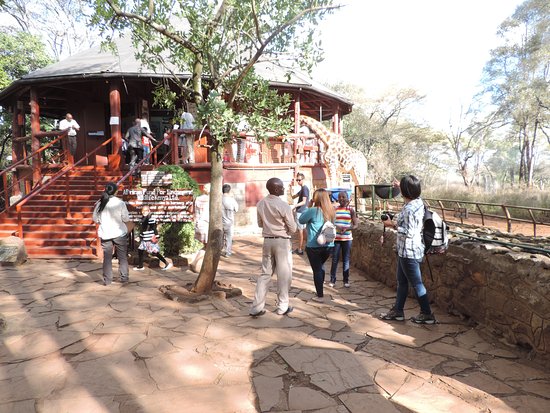 Giraffe Center, Nairobi Tour Activities, Small Group Guided Tours, YHA Kenya Travel 