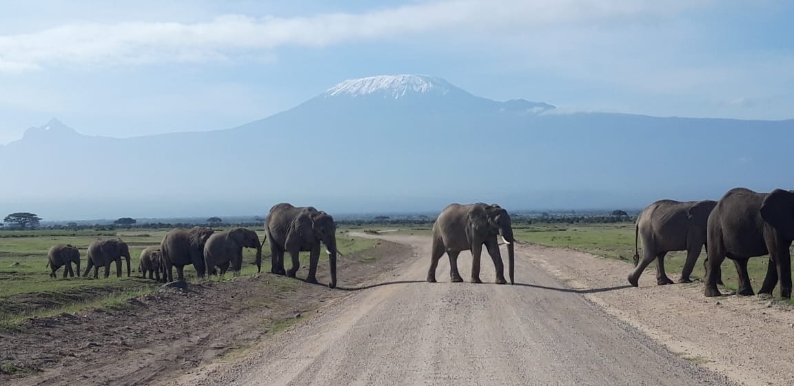 Views of Mt. Kilimanjaro / African Elephants /Active African Safari Adventures/ Epic Active Tours Safaris / Best Affordable Adventure Safari Holiday Packages / YHA Kenya Travel.
