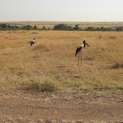 Active Travel,Epic Active AdventuresYHA Kenya TravelEpic Tours SafarisWildlife SafarisSafa