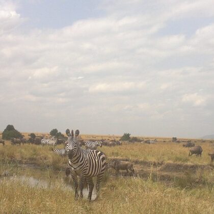 Active Travel,Epic Active AdventuresYHA Kenya TravelEpic Tours SafarisWildlife SafarisSafa