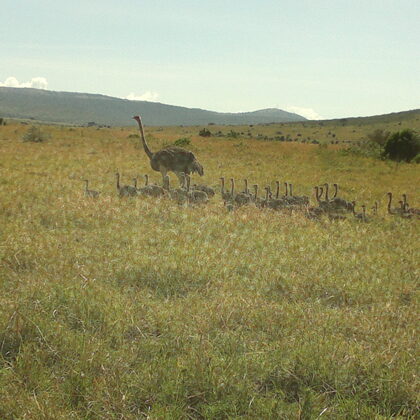 Flock of Flamingos, Active Travel,Epic Active AdventuresYHA Kenya TravelEpic Tours Safaris