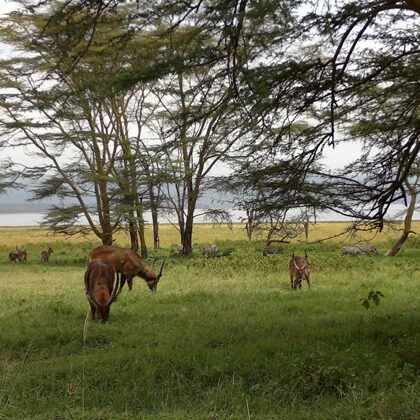 Active Travel,Epic Active AdventuresYHA Kenya TravelEpic Tours SafarisWildlife SafarisSafa