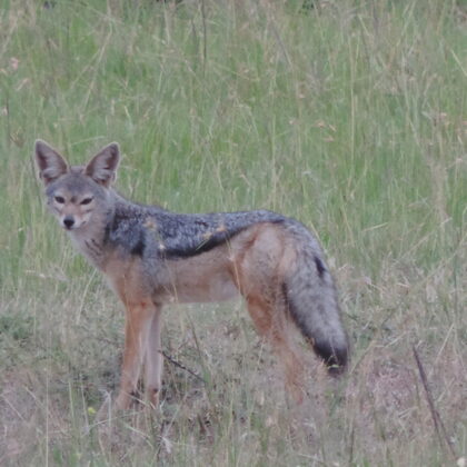 Active Travel,Epic Active AdventuresYHA Kenya TravelEpic Tours SafarisWildlife SafarisSafa