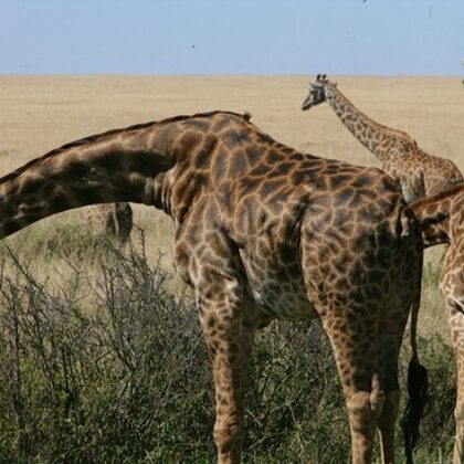 Active Travel,Epic Active AdventuresYHA Kenya TravelEpic Tours SafarisWildlife SafarisSafa