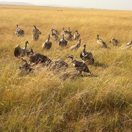 Active Travel,Epic Active AdventuresYHA Kenya TravelEpic Tours SafarisWildlife SafarisSafa