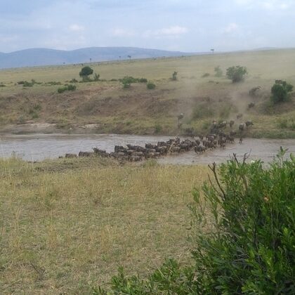 Wildebeest Migration Active Adventure Safari, Safari Booking,YHA Kenya Travel,Wildlife Saf