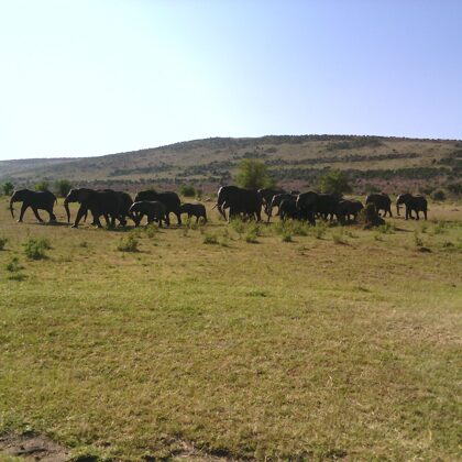 Epic Tours Safaris-Kenya Budget Safaris-African Budget Safaris-Wildlife Safaris-Travel-Act