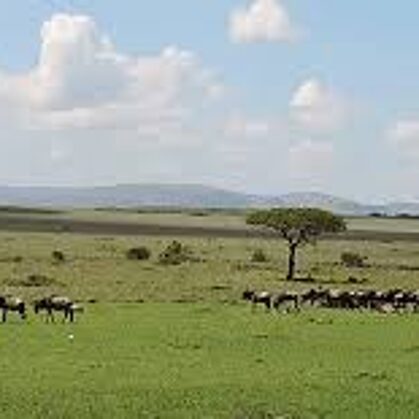 Wildebeest Migration Active Adventure Safari, Safari Booking,YHA Kenya Travel,Wildlife Saf