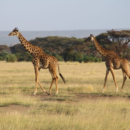 YHA Kenya Travel, Safari Booking,  Epic Tours Safaris, Adventures,  Epic  Active Adventure