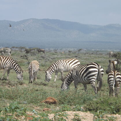 YHA Kenya Travel, Safari Booking,  Epic Tours Safaris, Adventures,  Epic  Active Adventure