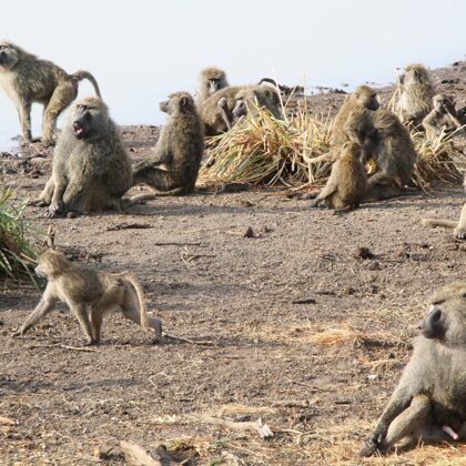 Epic Tours Safaris-Kenya Budget Safaris-African Budget Safaris-Wildlife Safaris-Travel-Act