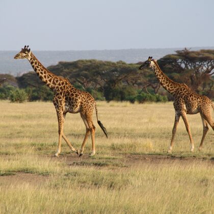 Epic Tours Safaris-Kenya Budget Safaris-African Budget Safaris-Wildlife Safaris-Travel-Act