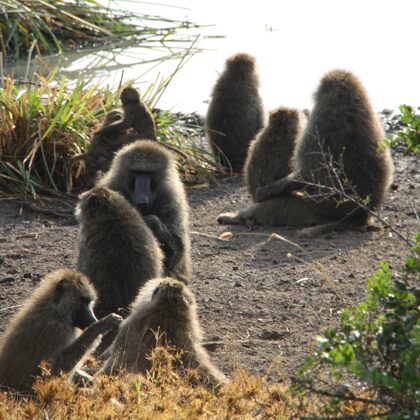 Epic Tours Safaris-Kenya Budget Safaris-African Budget Safaris-Wildlife Safaris-Travel-Act