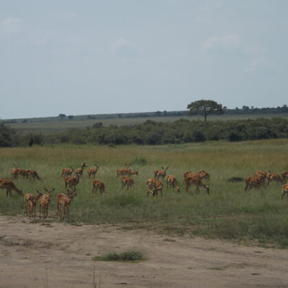 Epic Tours Safaris-Kenya Budget Safaris-African Budget Safaris-Wildlife Safaris-Travel-Act