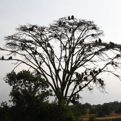 Epic Tours Safaris-Kenya Budget Safaris-African Budget Safaris-Wildlife Safaris-Travel-Act