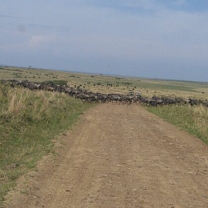 Wildebeest Migration Active Adventure Safari, Safari Booking,YHA Kenya Travel,Wildlife Saf