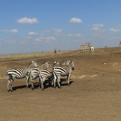 Epic Tours Safaris-Kenya Budget Safaris-African Budget Safaris-Wildlife Safaris-Travel-Act