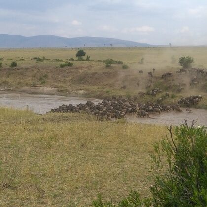 Wildebeest Migration Active Adventure Safari, Safari Booking,YHA Kenya Travel,Wildlife Saf