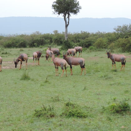 Epic Tours Safaris-Kenya Budget Safaris-African Budget Safaris-Wildlife Safaris-Travel-Act