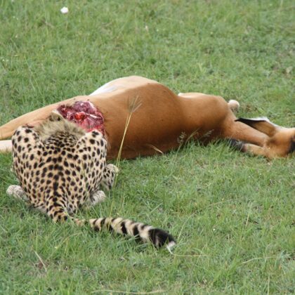 Epic Tours Safaris-Kenya Budget Safaris-African Budget Safaris-Wildlife Safaris-Travel-Act