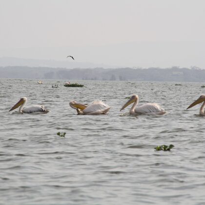 Epic Tours Safaris-Kenya Budget Safaris-African Budget Safaris-Wildlife Safaris-Travel-Act