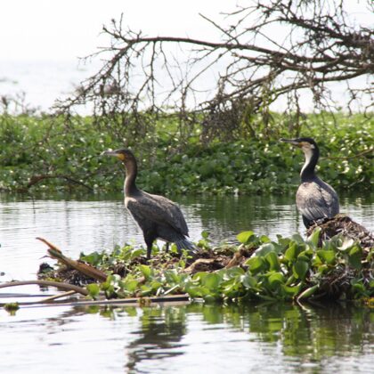 Epic Tours Safaris-Kenya Budget Safaris-African Budget Safaris-Wildlife Safaris-Travel-Act