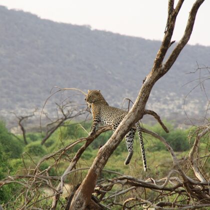 Epic Tours Safaris-Kenya Budget Safaris-African Budget Safaris-Wildlife Safaris-Travel-Act