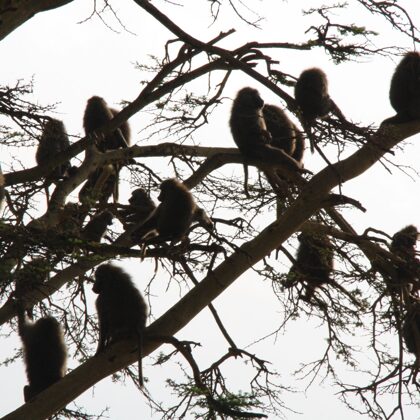 Epic Tours Safaris-Kenya Budget Safaris-African Budget Safaris-Wildlife Safaris-Travel-Act