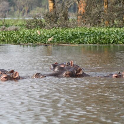 Epic Tours Safaris-Kenya Budget Safaris-African Budget Safaris-Wildlife Safaris-Travel-Act