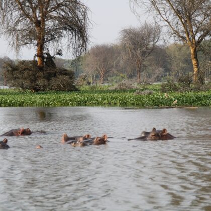 Epic Tours Safaris-Kenya Budget Safaris-African Budget Safaris-Wildlife Safaris-Travel-Act