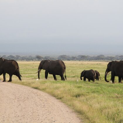 Kenya Budget Safaris-African Budget Safaris-Wildlife Safaris-Travel-Active Adventures.