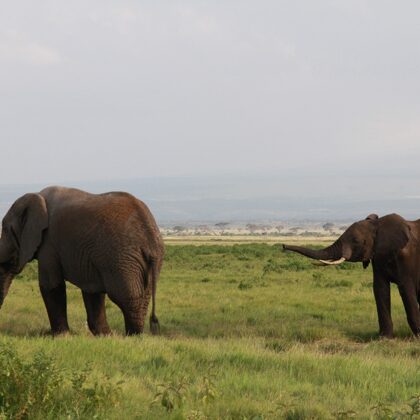 Epic Tours Safaris-Kenya Budget Safaris-African Budget Safaris-Wildlife Safaris-Travel-Act