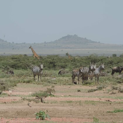 Epic Tours Safaris-Kenya Budget Safaris-African Budget Safaris-Wildlife Safaris-Travel-Act