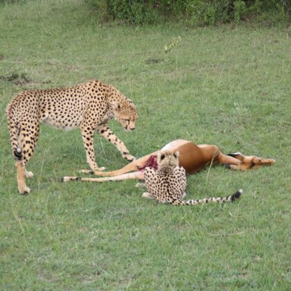 Epic Tours Safaris-Kenya Budget Safaris-African Budget Safaris-Wildlife Safaris-Travel-Act