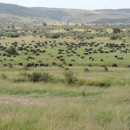 Epic Tours Safaris-Kenya Budget Safaris-African Budget Safaris-Wildlife Safaris-Travel-Act