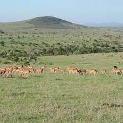 Epic Tours Safaris-Kenya Budget Safaris-African Budget Safaris-Wildlife Safaris-Travel-Act