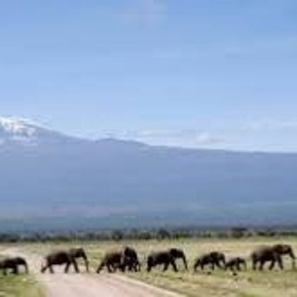 Epic Tours Safaris-Kenya Budget Safaris-African Budget Safaris-Wildlife Safaris-Travel-Act