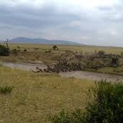 Wildebeest Migration Active Adventure Safari, Safari Booking,YHA Kenya Travel,Wildlife Saf
