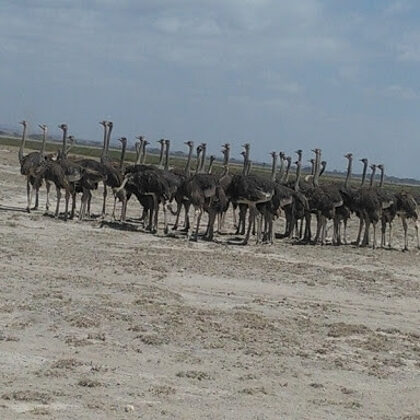 Epic Adventure Safaris,Kenya Budget Safaris-African Budget Safaris-Wildlife Safaris-Travel