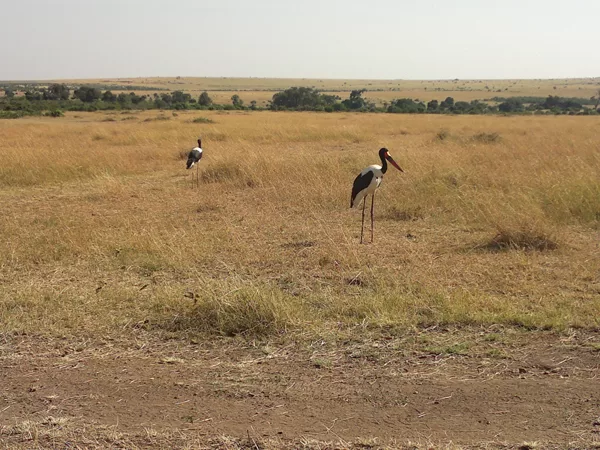 Active Travel,Epic Active AdventuresYHA Kenya TravelEpic Tours SafarisWildlife SafarisSafa