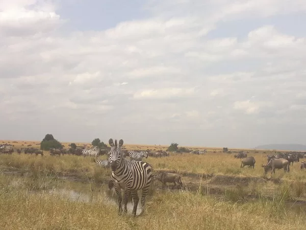 Active Travel,Epic Active AdventuresYHA Kenya TravelEpic Tours SafarisWildlife SafarisSafa