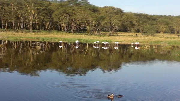 Active Travel,Epic Active AdventuresYHA Kenya TravelEpic Tours SafarisWildlife SafarisSafa
