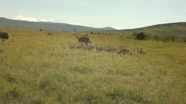 Flock of Flamingos, Active Travel,Epic Active AdventuresYHA Kenya TravelEpic Tours Safaris