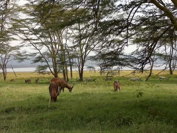 Active Travel,Epic Active AdventuresYHA Kenya TravelEpic Tours SafarisWildlife SafarisSafa