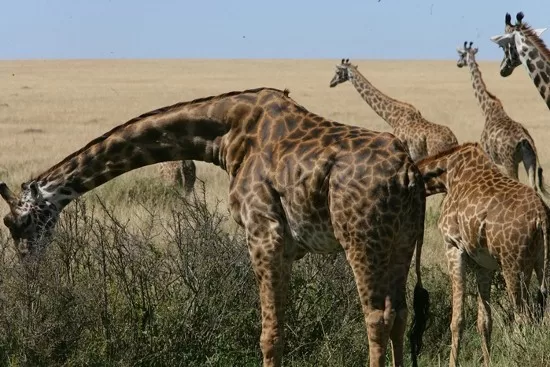 Active Travel,Epic Active AdventuresYHA Kenya TravelEpic Tours SafarisWildlife SafarisSafa
