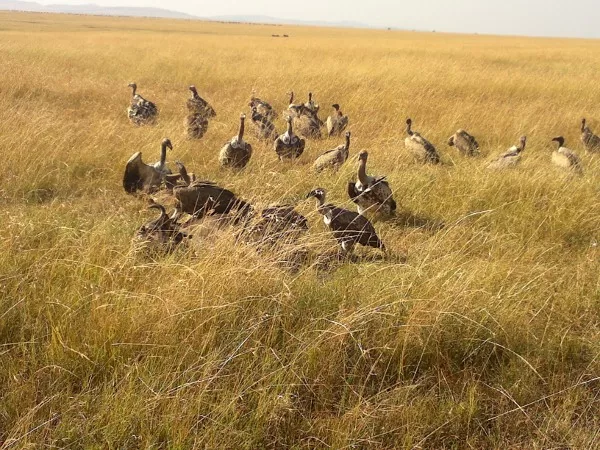 Active Travel,Epic Active AdventuresYHA Kenya TravelEpic Tours SafarisWildlife SafarisSafa