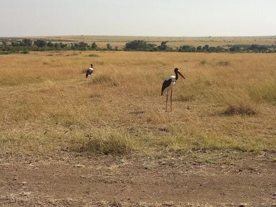 Active Travel,Epic Active AdventuresYHA Kenya TravelEpic Tours SafarisWildlife SafarisSafa