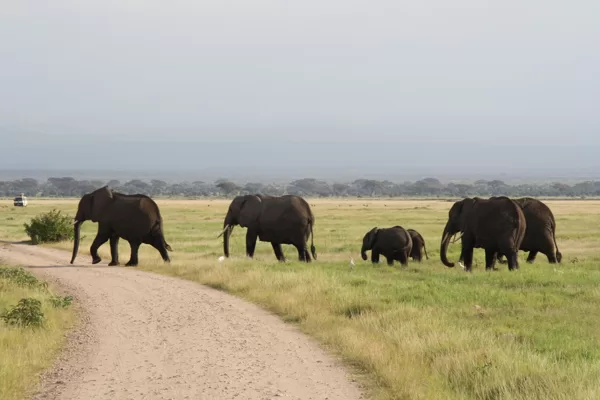 Epic Tours Safaris-Kenya Budget Safaris-African Budget Safaris-Wildlife Safaris-Travel-Act
