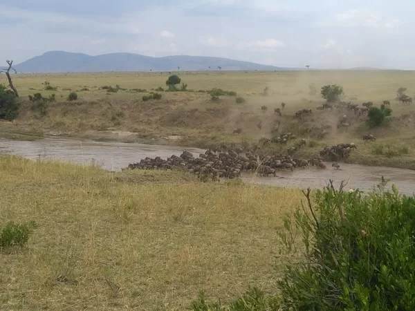 Wildebeest Migration Active Adventure Safari, Safari Booking,YHA Kenya Travel,Wildlife Saf